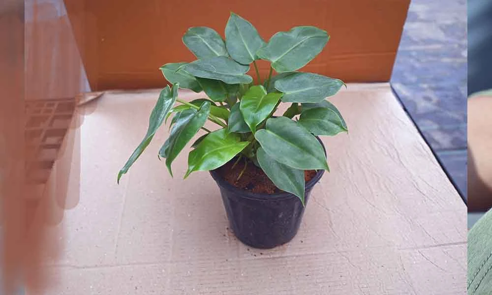 Abiu giant cultivation