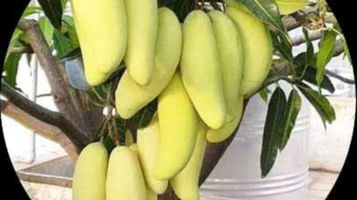 Banana mango