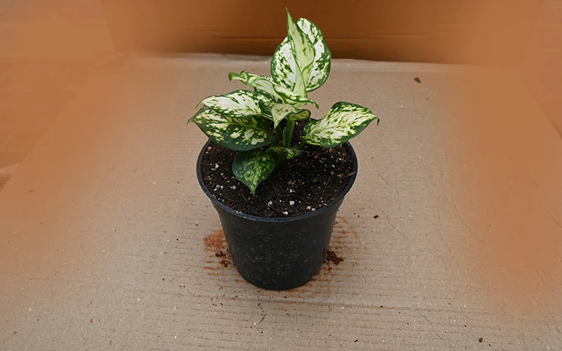 Aglaonema