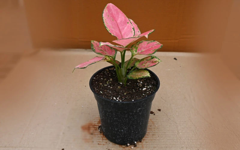 Aglaonema