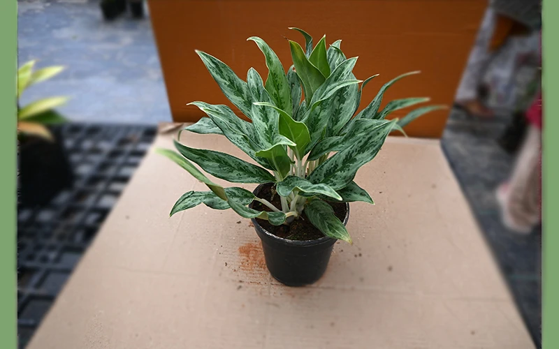Aglaonema cutlass
