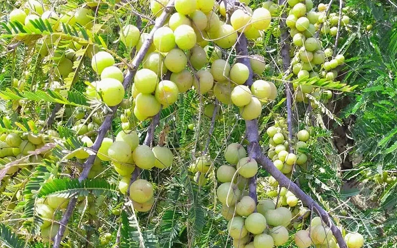 Amla