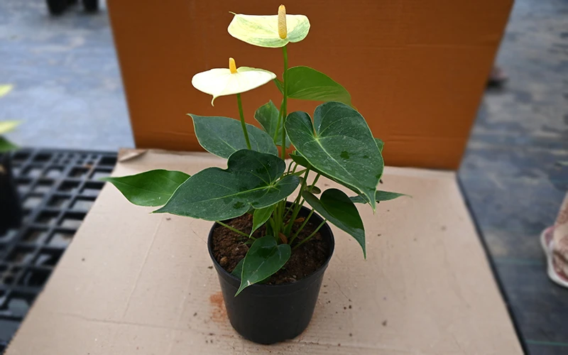 Anthurium