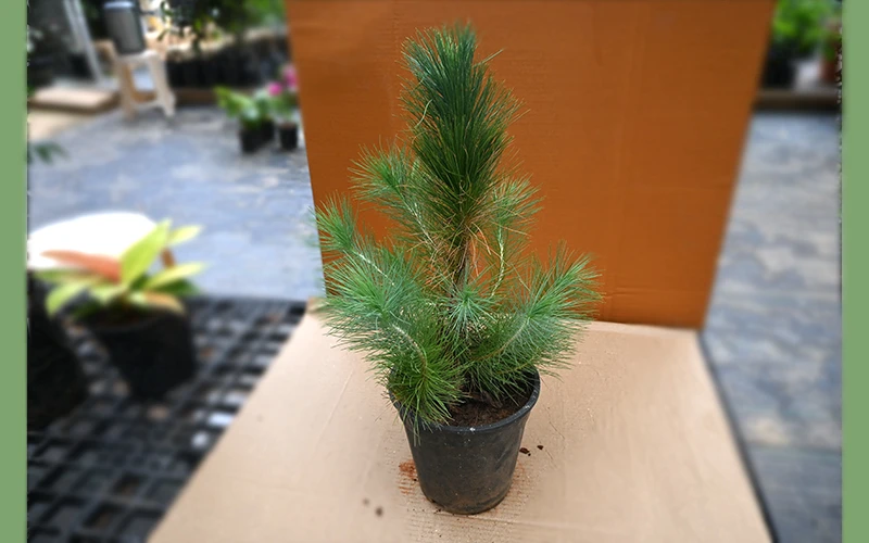 Blue pine