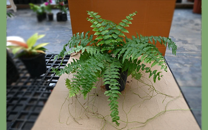 Boston Fern