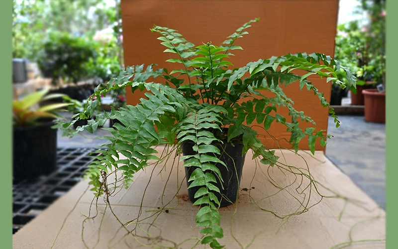Boston Fern