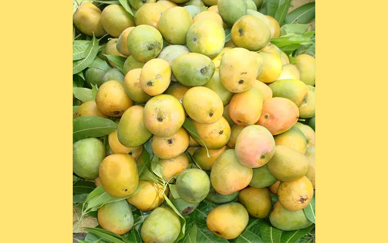 Kobbari Mango