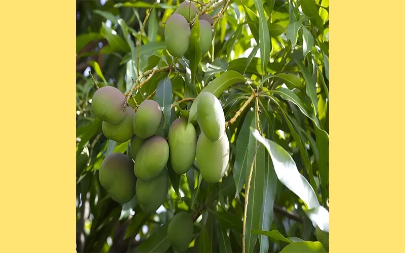 Kobbari Mango