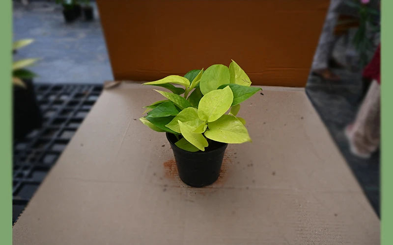 Money plants all varities