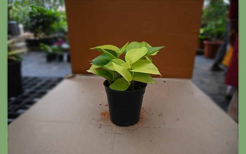 Money plants all varities