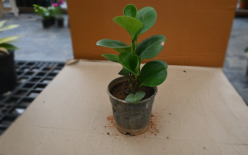 Peperomia