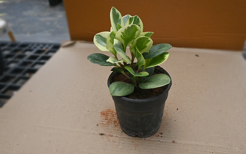 Peperomia