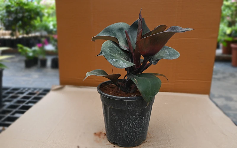 Philo Black Cardinal