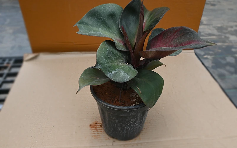 Philo Black Cardinal