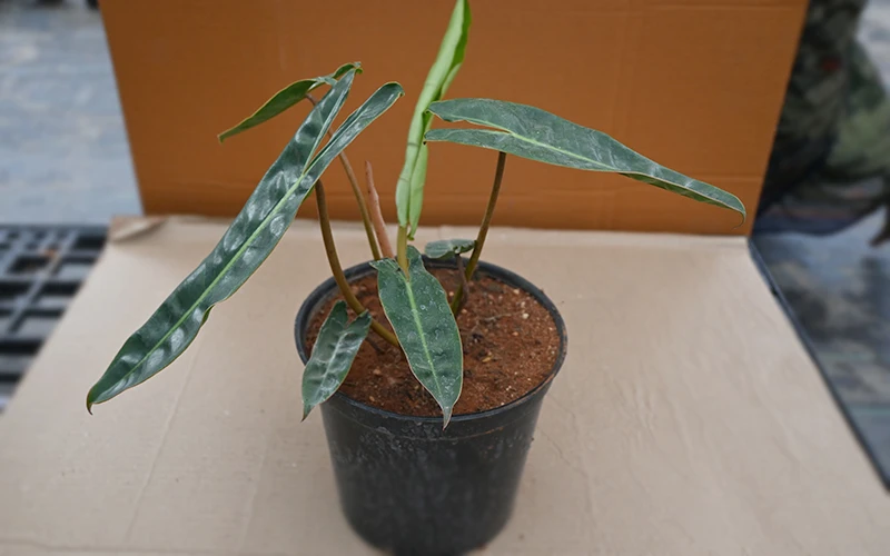 Philodendron Billietiae
