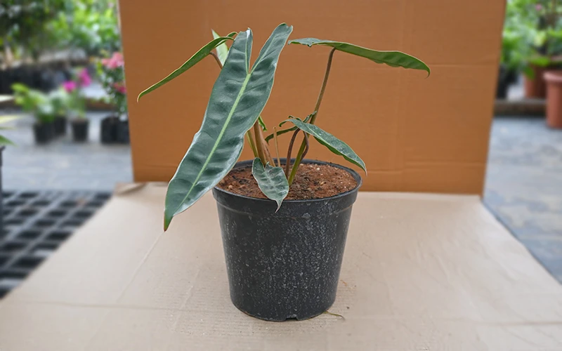 Philodendron Billietiae