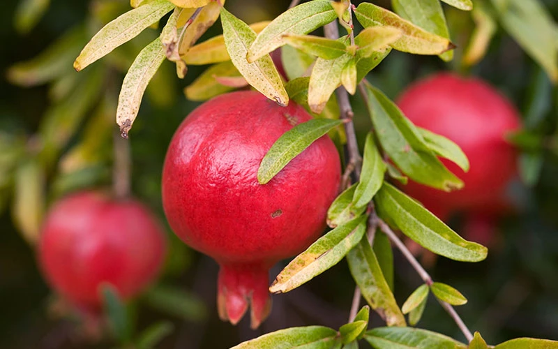 Pomogranate