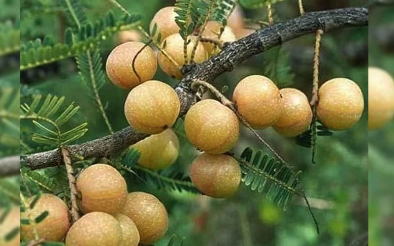 Red amla