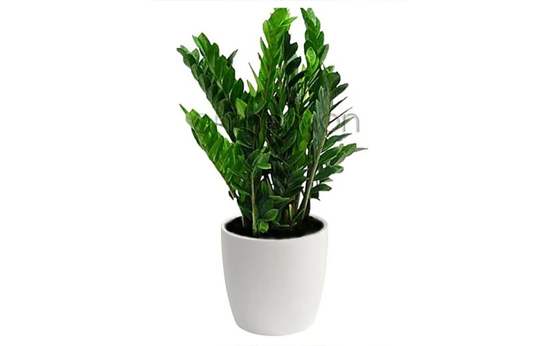 Zamia