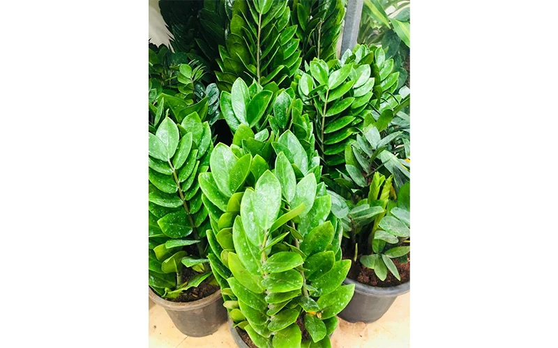 Zamia